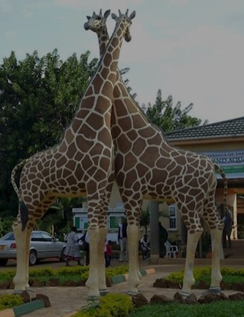 Two giraffes photographed on a KINURA LTD educational tour